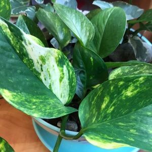 Meet your Posher, Lacy